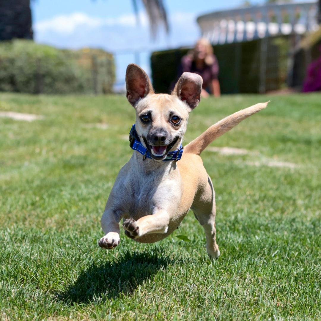 Enlarge TANNER, a Adoptable mixed breed in Morgan Hill, CA image 3/6