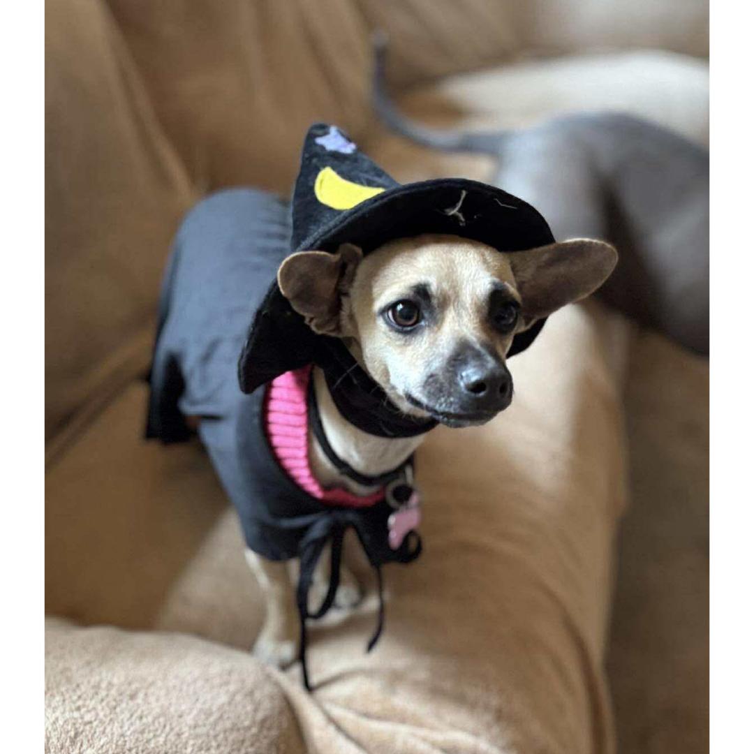 TANNER, Adoptable, Young Male Chihuahua.