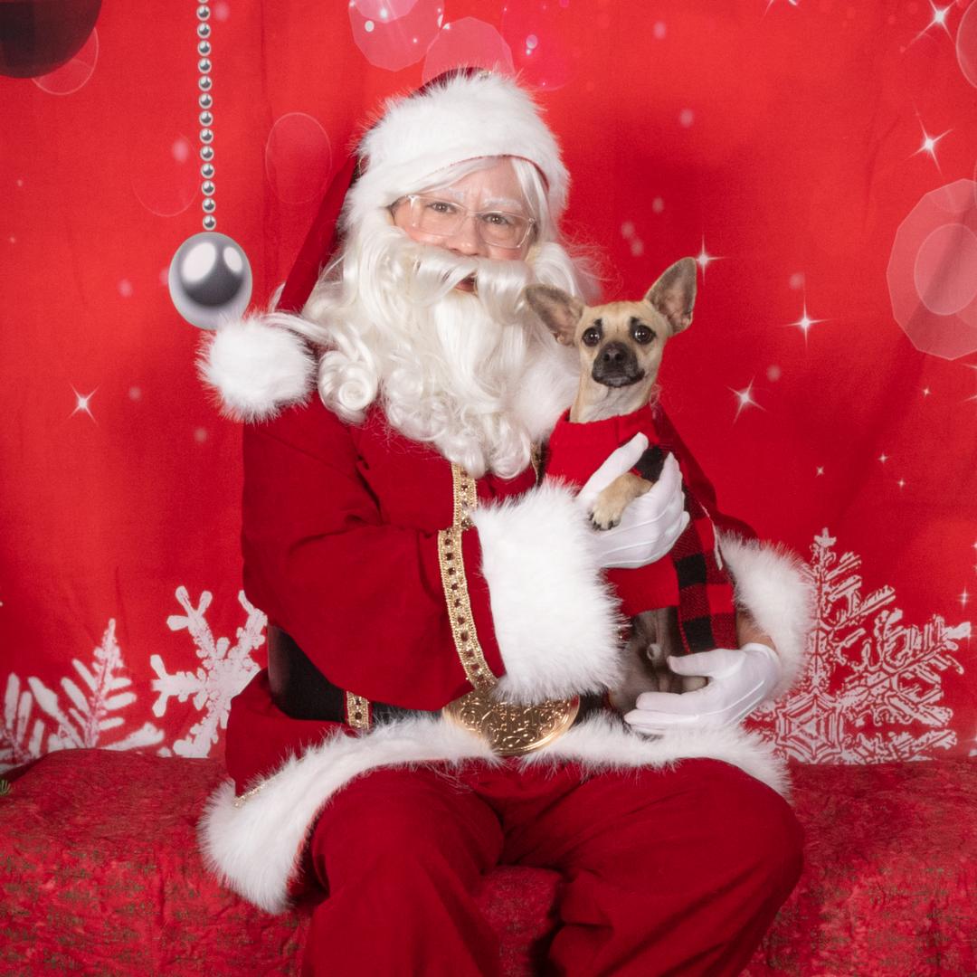 Enlarge TANNER, a Adoptable mixed breed in Morgan Hill, CA image 1/6