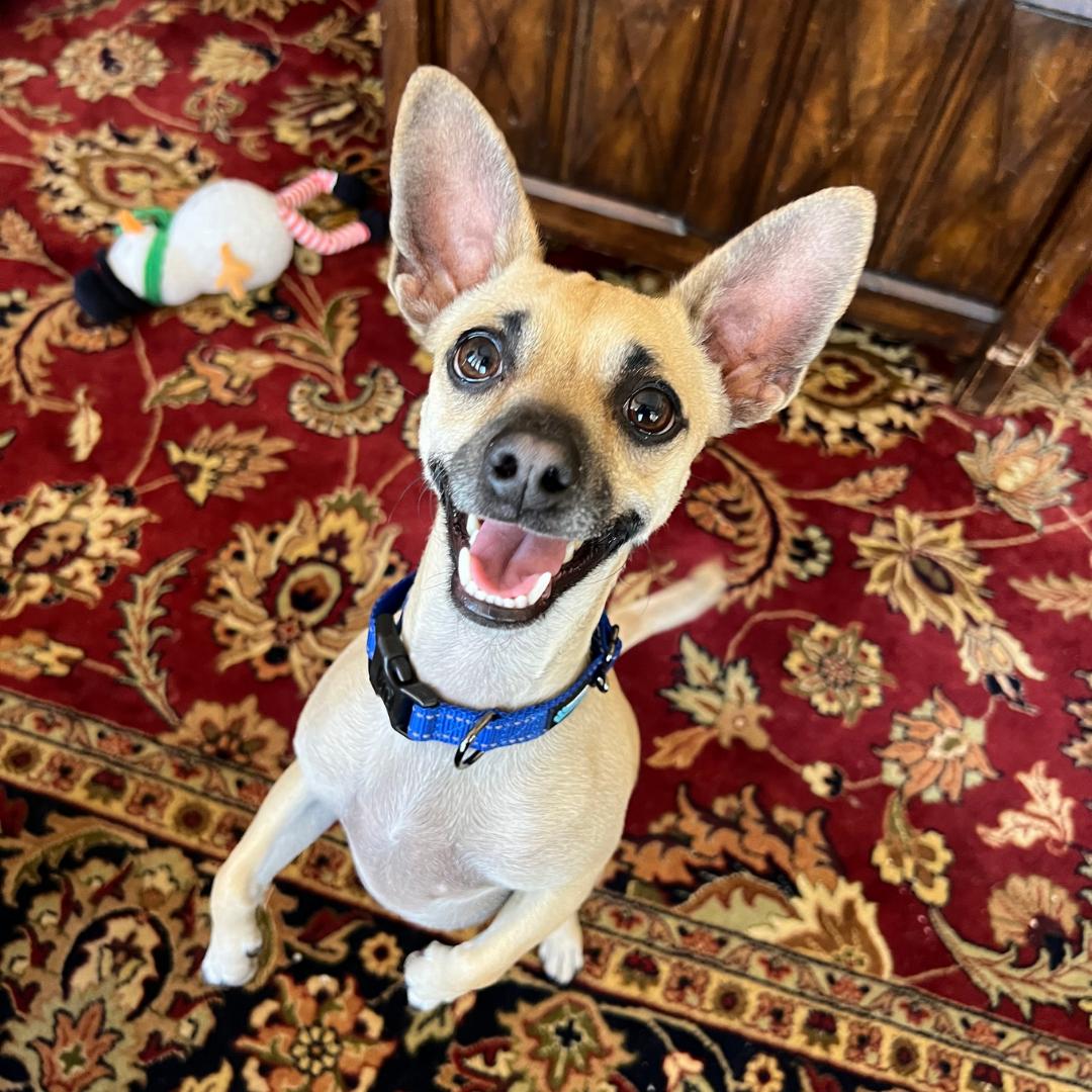 Enlarge TANNER, a Adoptable mixed breed in Morgan Hill, CA image 1/6