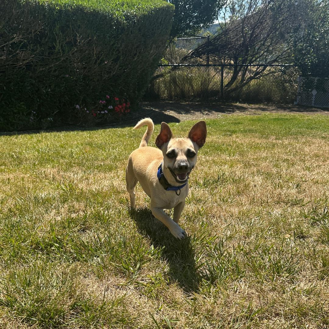 Enlarge TANNER, a Adoptable mixed breed in Morgan Hill, CA image 2/6