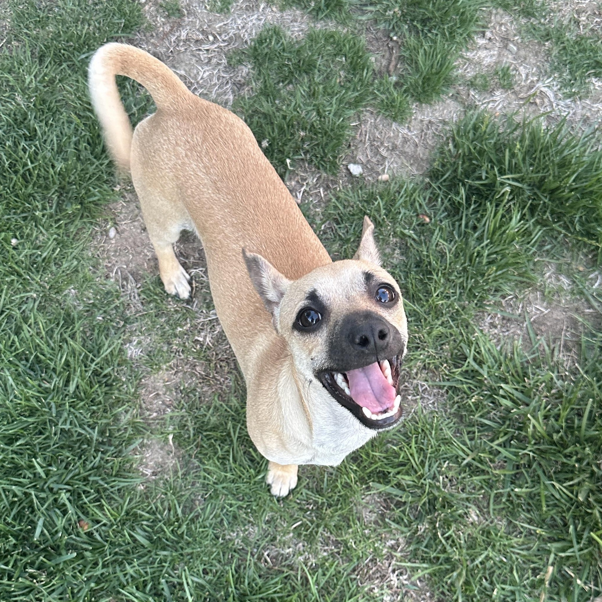 Enlarge TANNER, a Adoptable mixed breed in Morgan Hill, CA image 2/6
