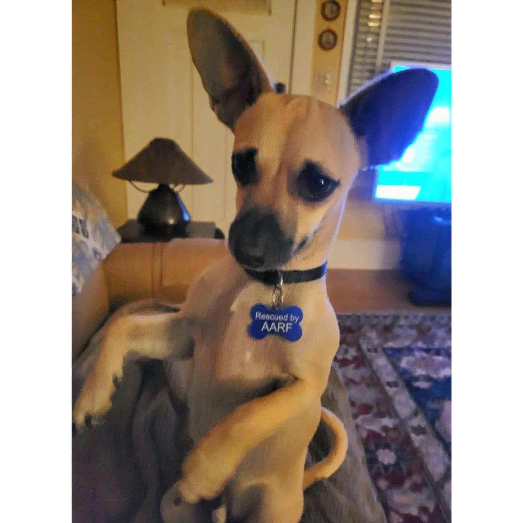 Enlarge TANNER, a Adoptable mixed breed in Morgan Hill, CA image 5/6