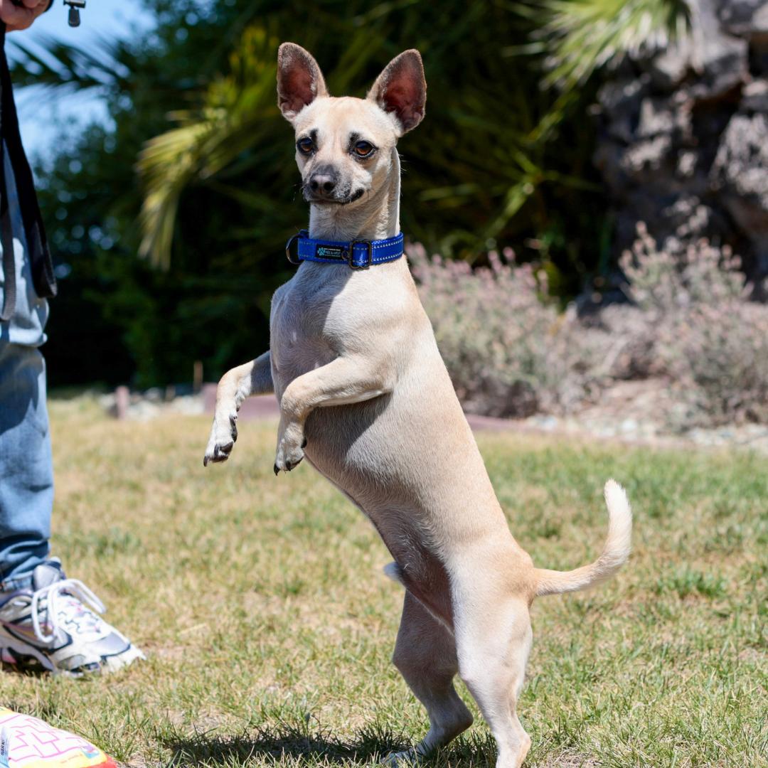 Enlarge TANNER, a Adoptable mixed breed in Morgan Hill, CA image 4/6