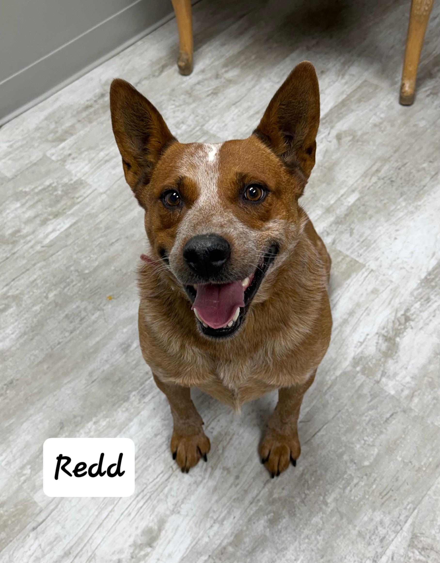 Enlarge Redd, a ADOPTABLE Australian Cattle Dog / Blue Heeler in Urbana, OH image 1/1
