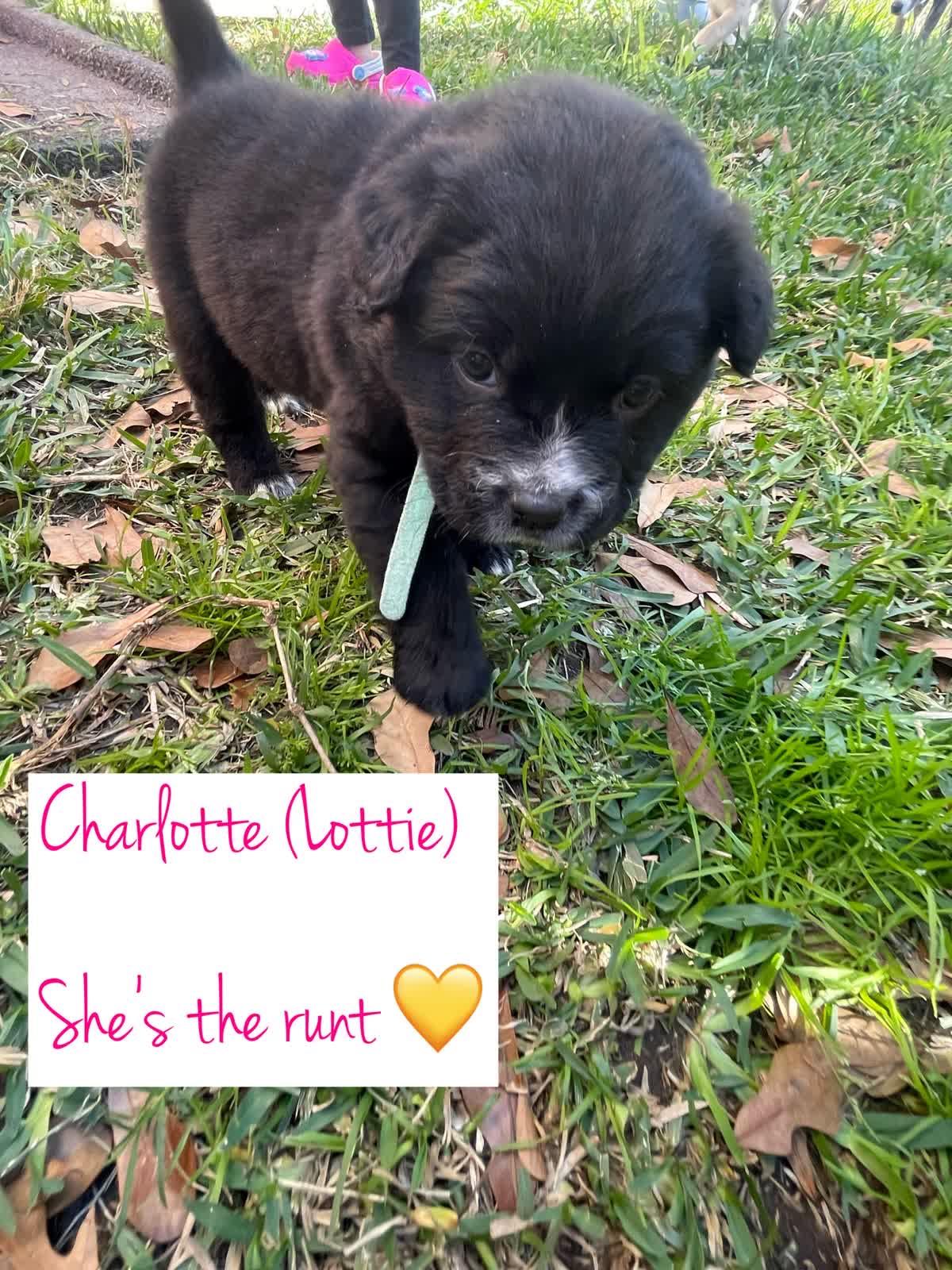 Enlarge Charlotte, a Adoptable mixed breed in Orlando, FL image 2/2