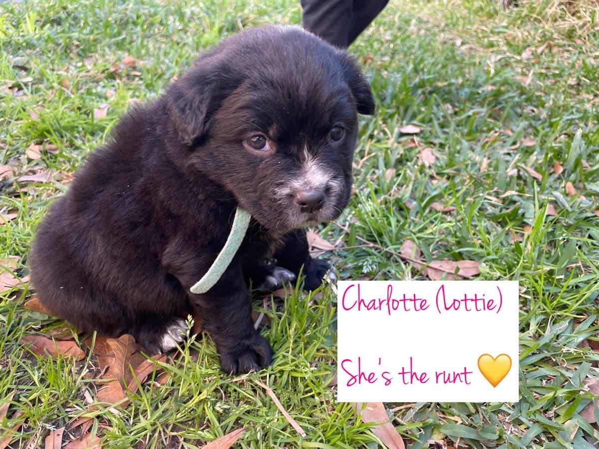 Charlotte, Adoptable, Puppy Female Shar-Pei & Husky.