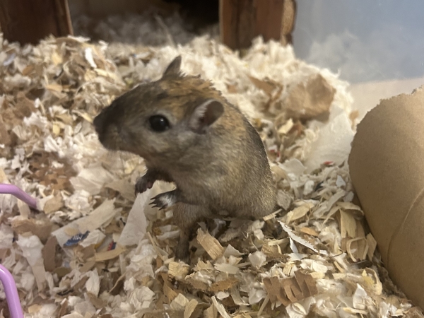 Eevee, Adoptable, Adult Male Gerbil.