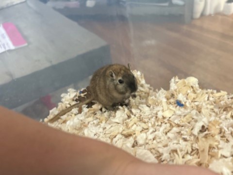 Eevee, a Adoptable Gerbil in Dedham, MA image 2/2
