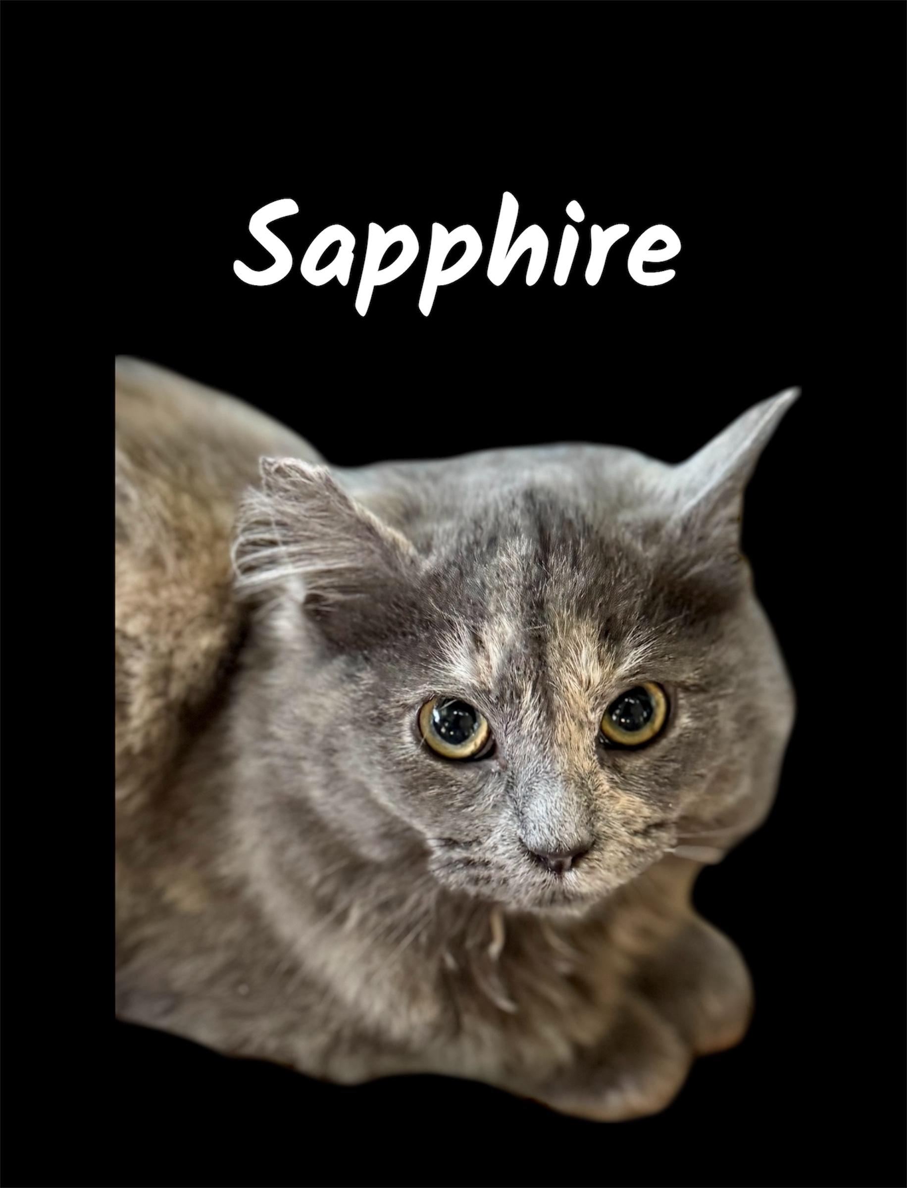 Sapphire, adopted, Kitten Female Domestic Long Hair.