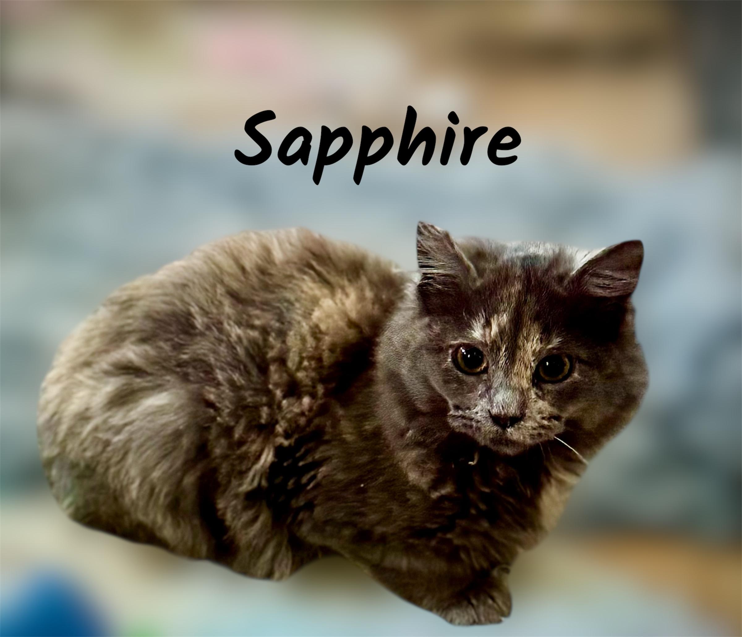 Enlarge Sapphire, an adopted Domestic Long Hair in Auburn, CA image 2/2