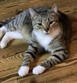 Dudley, Adoptable, Adult Male Domestic Short Hair.