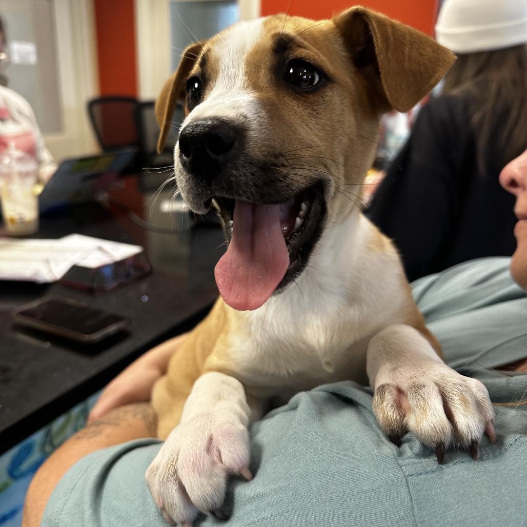 Moose, a Adoptable Mixed Breed in Asheville, NC image 1/6