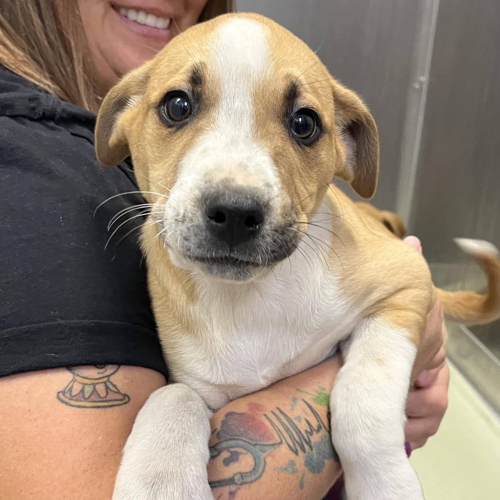 Moose, a Adoptable Mixed Breed in Asheville, NC image 2/6