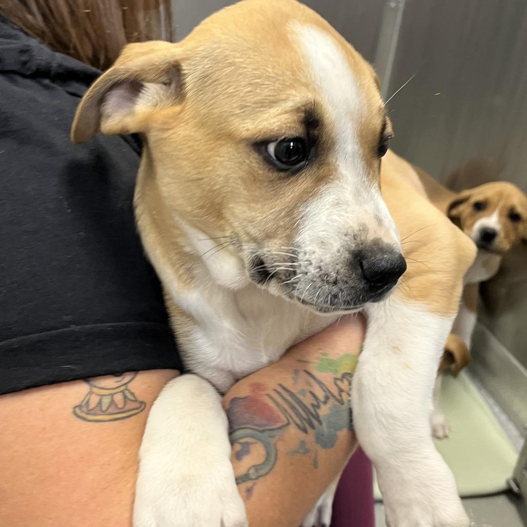 Moose, a Adoptable Mixed Breed in Asheville, NC image 3/6