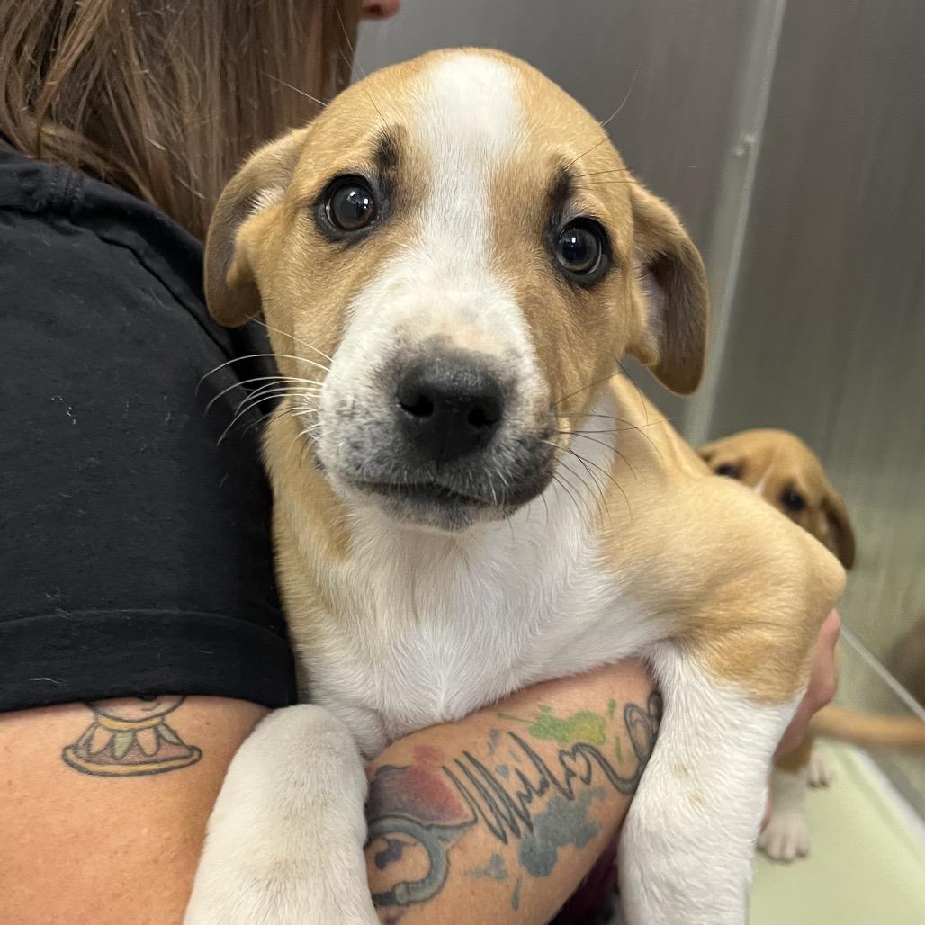 Moose, a Adoptable Mixed Breed in Asheville, NC image 4/6