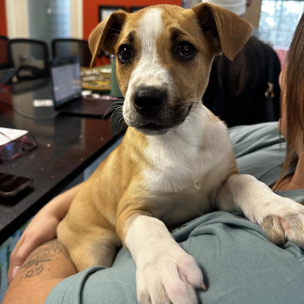 Moose, a Adoptable Mixed Breed in Asheville, NC image 5/6