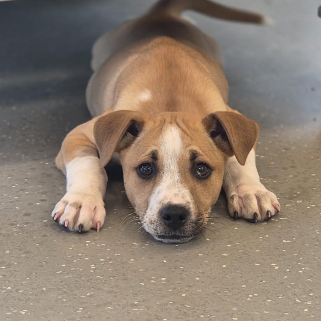 Moose, a Adoptable Mixed Breed in Asheville, NC image 6/6