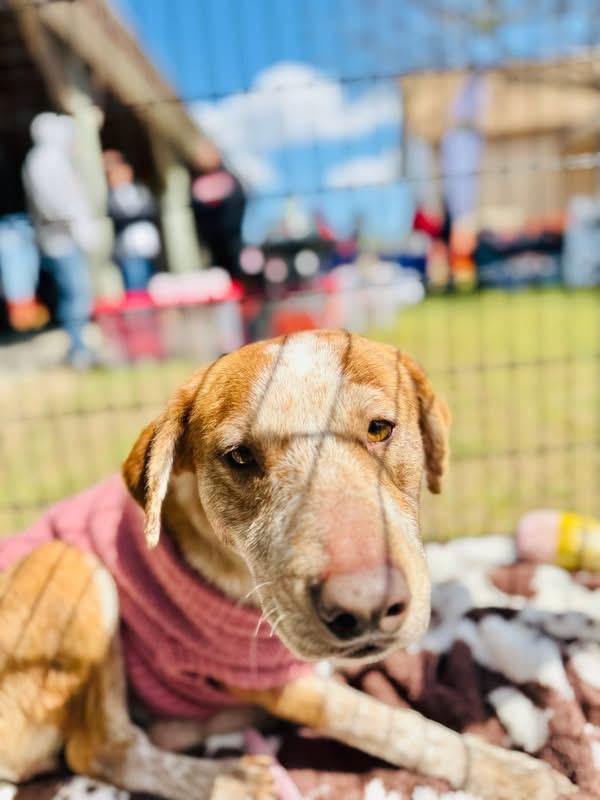 Enlarge Cinnamon , an adopted mixed breed in Moyock, NC image 3/3