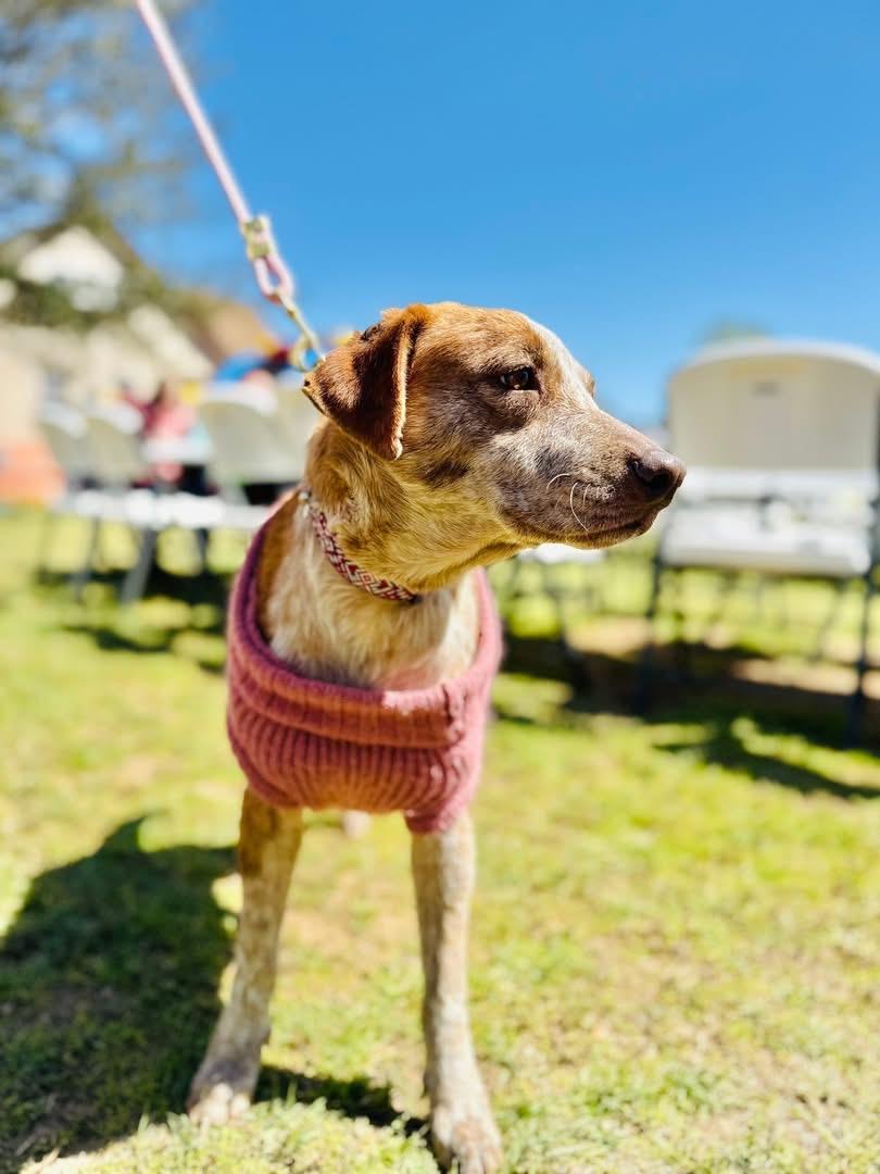 Cinnamon , adopted, Adult Female Cattle Dog.