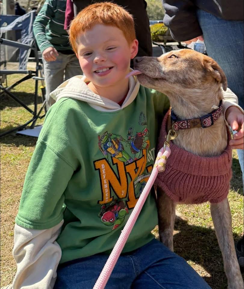 Enlarge Cinnamon , an adopted mixed breed in Moyock, NC image 2/3