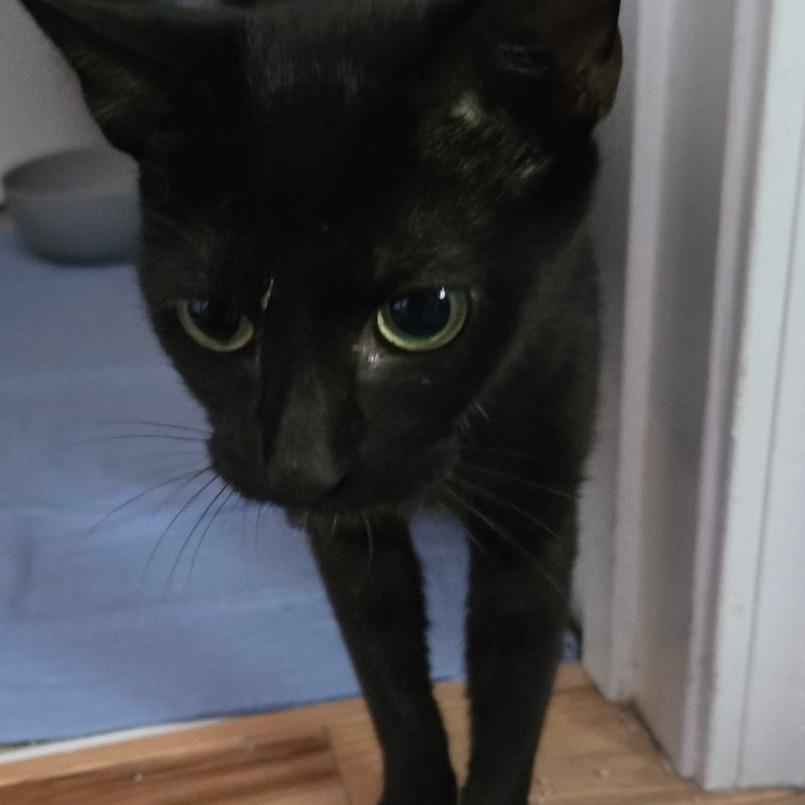 Stormi, Adoptable, Adult Female Domestic Short Hair.