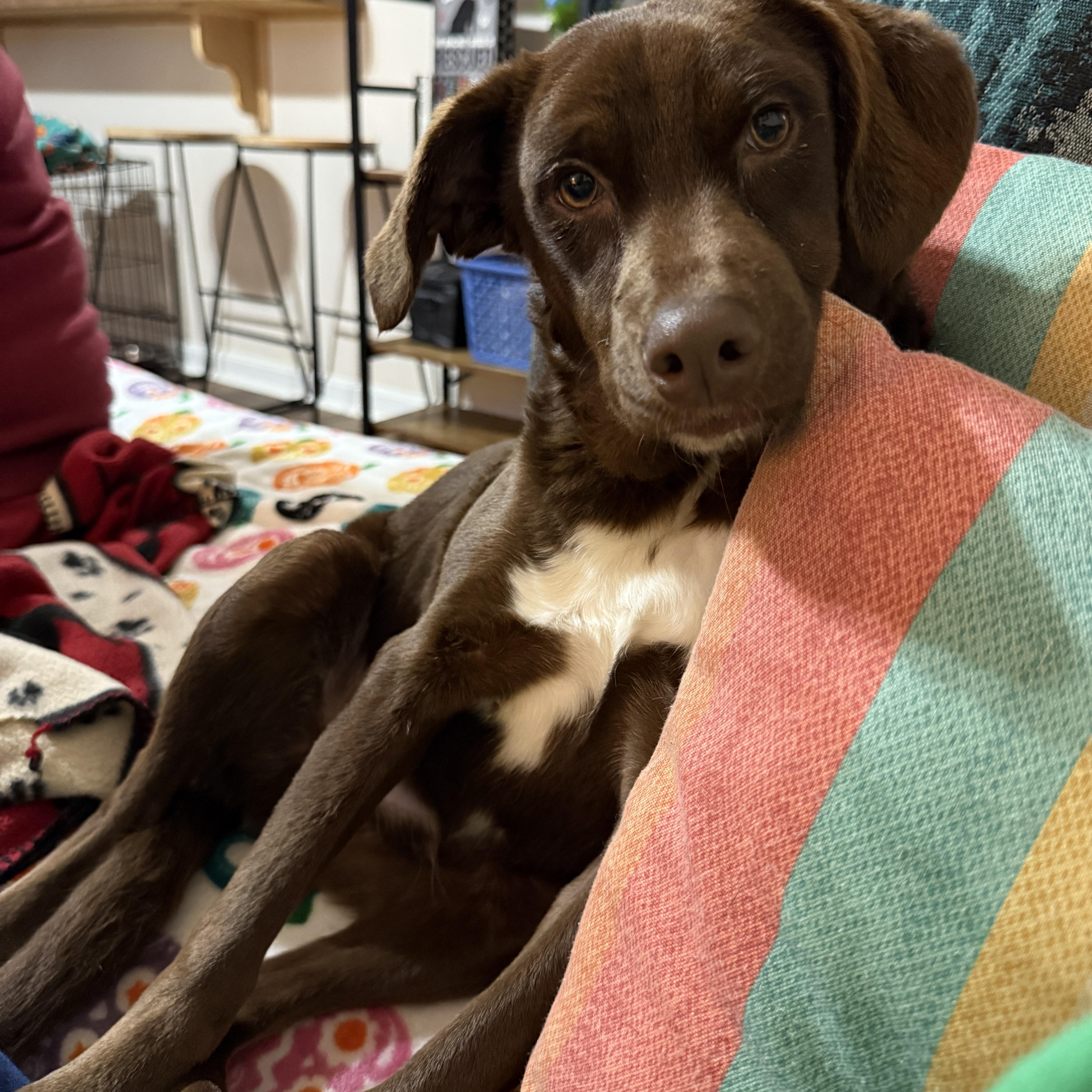 Enlarge Silas, a Adoptable mixed breed in Jeffersonville, IN image 2/6