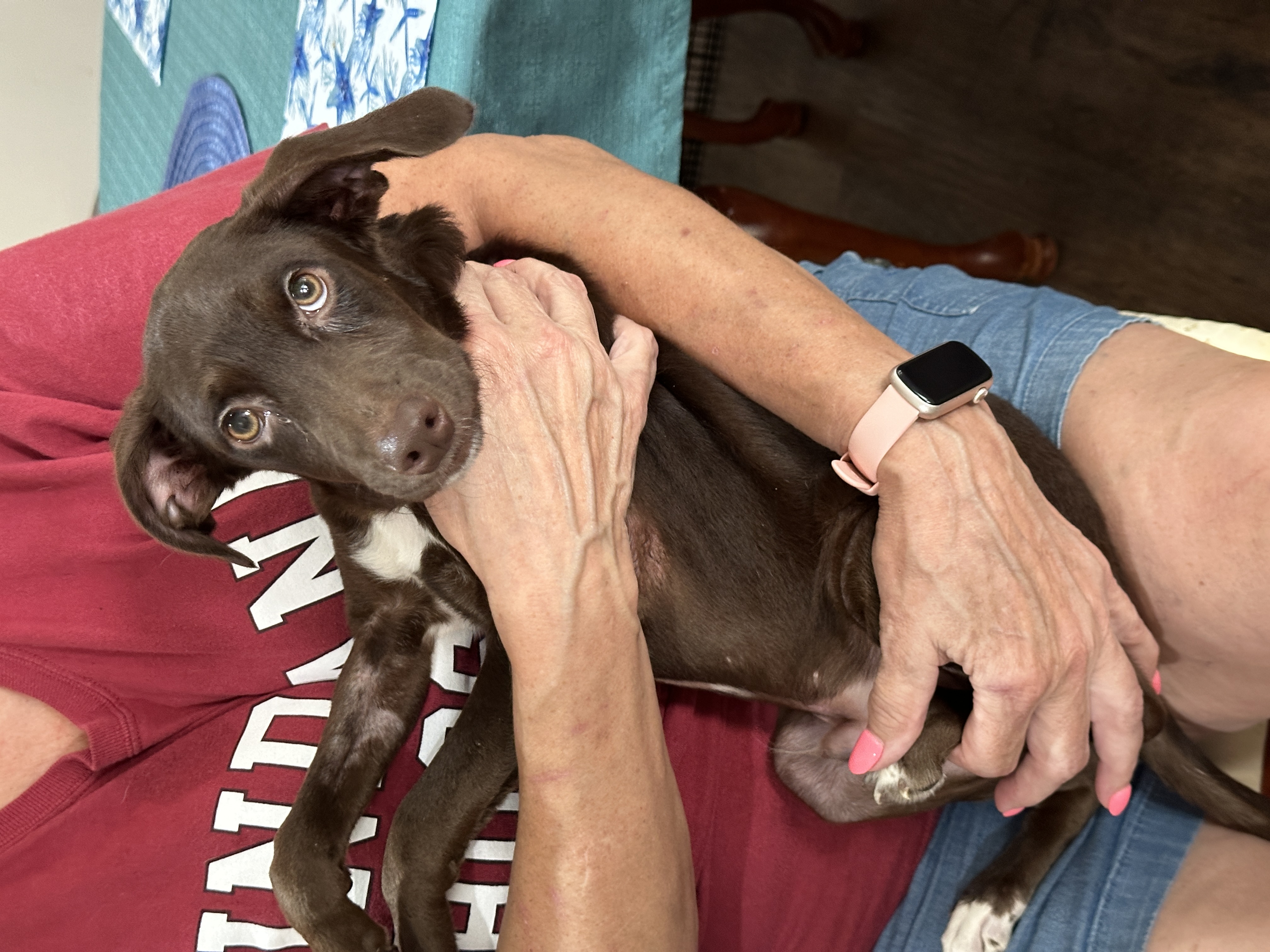 Enlarge Silas, a Adoptable mixed breed in Jeffersonville, IN image 3/6