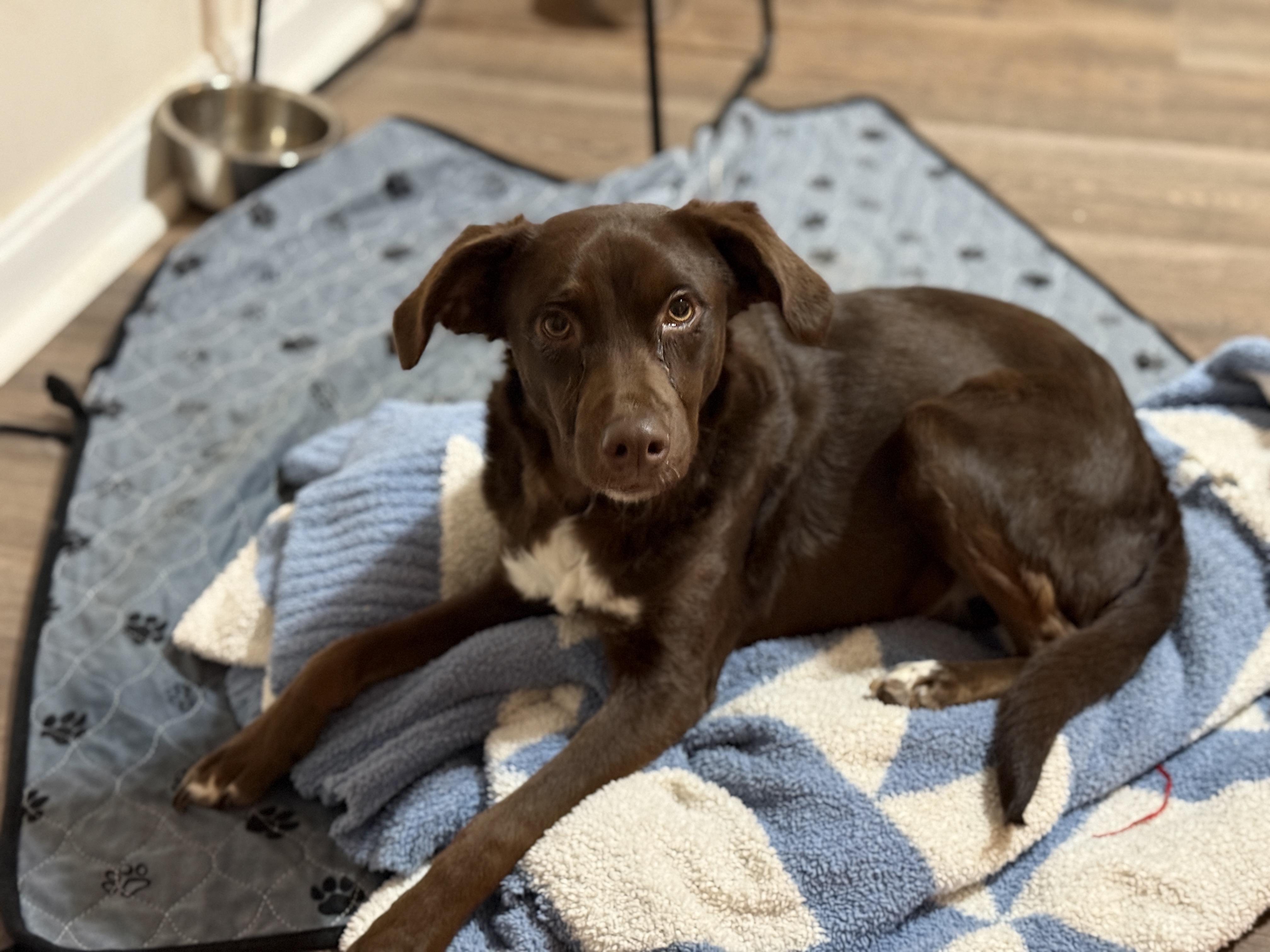 Silas, Adoptable, Young Male Terrier & Chihuahua.