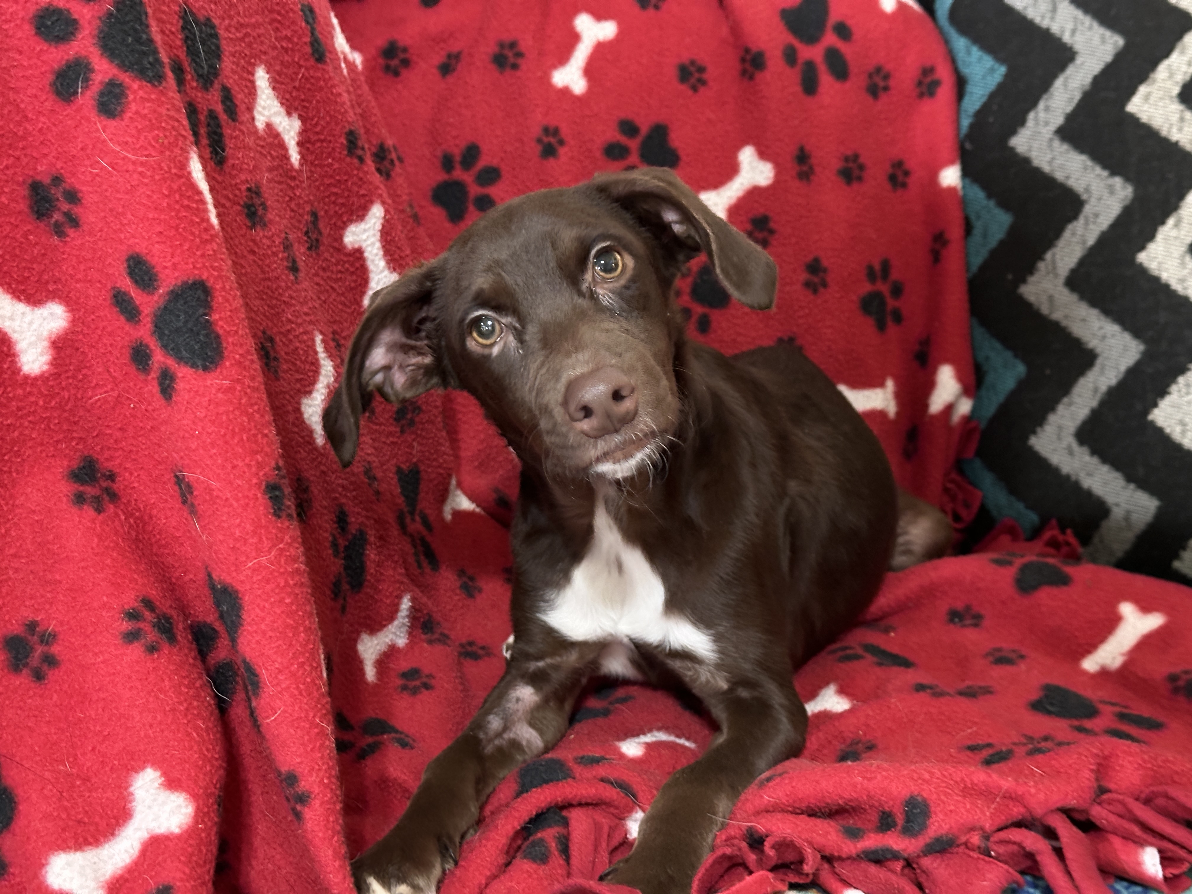 Enlarge Silas, a Adoptable mixed breed in Jeffersonville, IN image 4/6