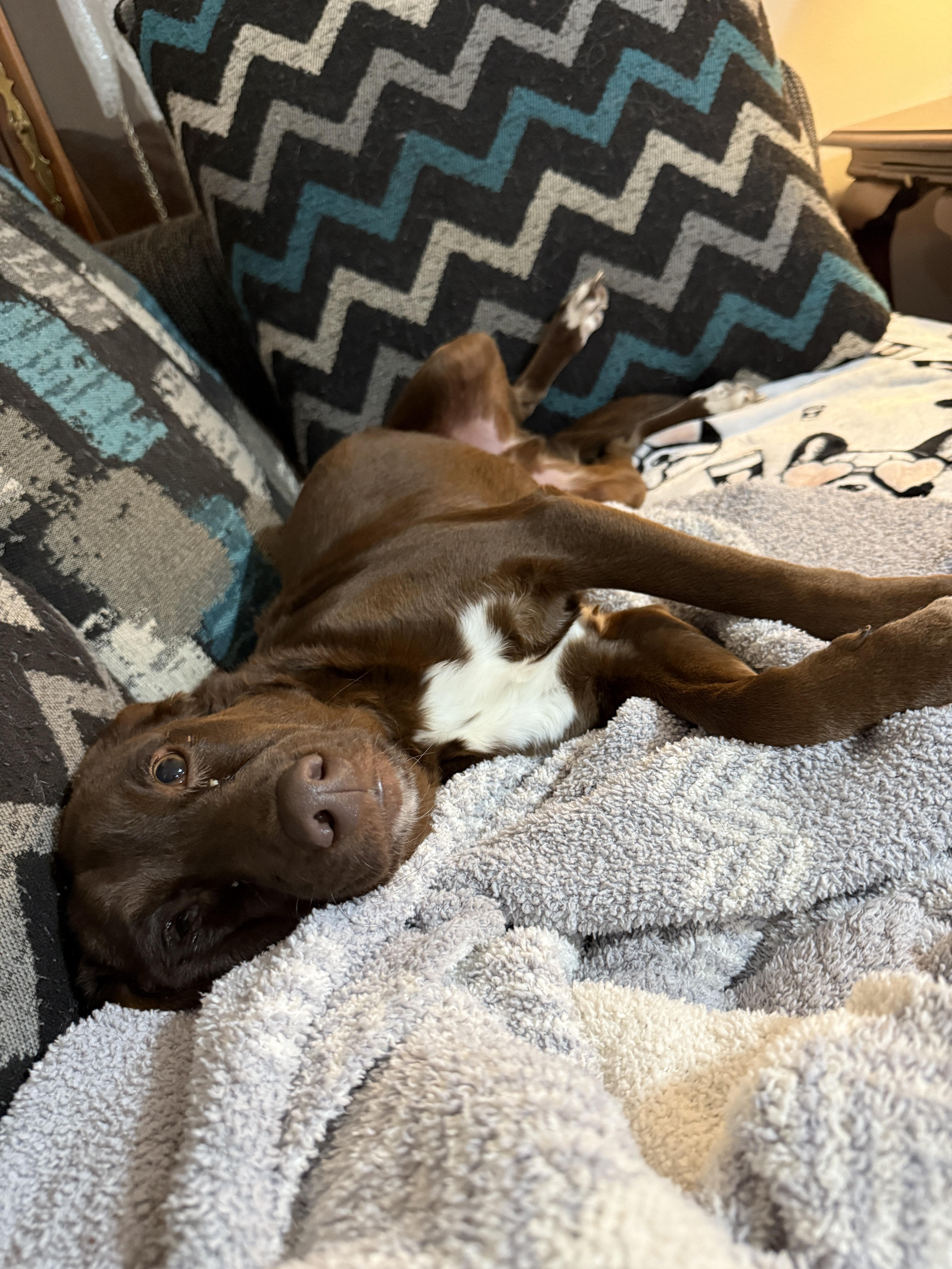 Enlarge Silas, a Adoptable mixed breed in Jeffersonville, IN image 5/6