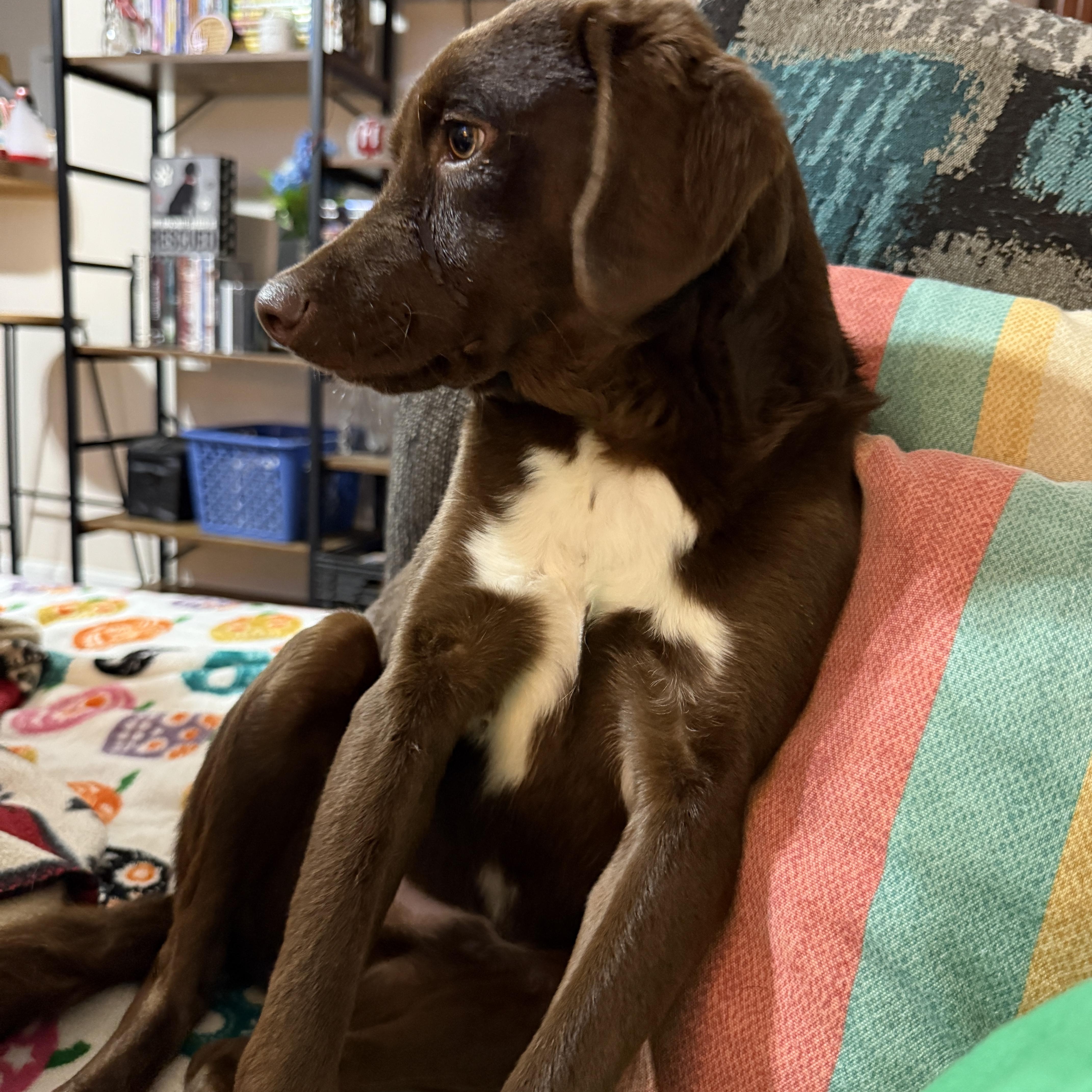 Enlarge Silas, a Adoptable mixed breed in Jeffersonville, IN image 6/6