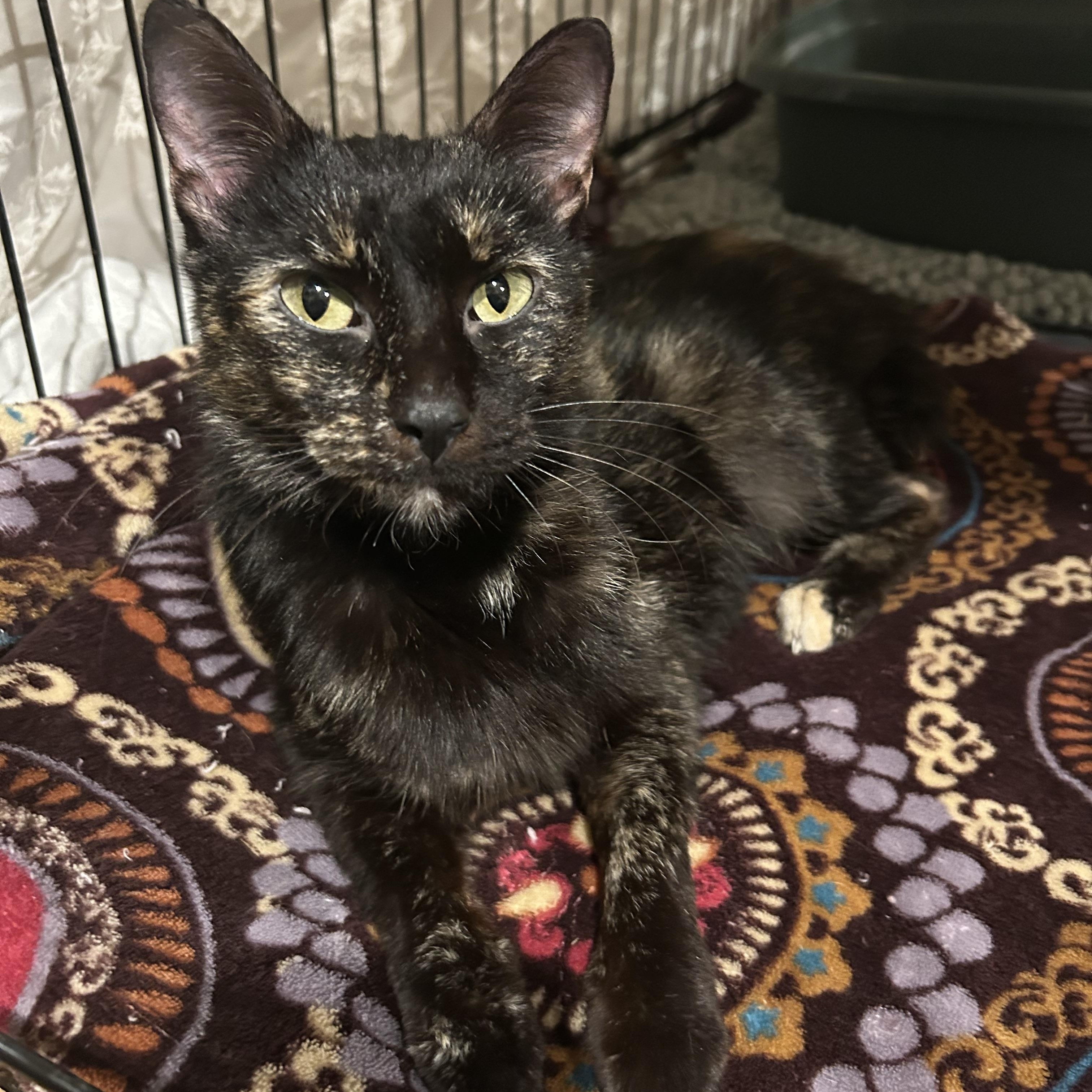 Callie — thumbnail 4