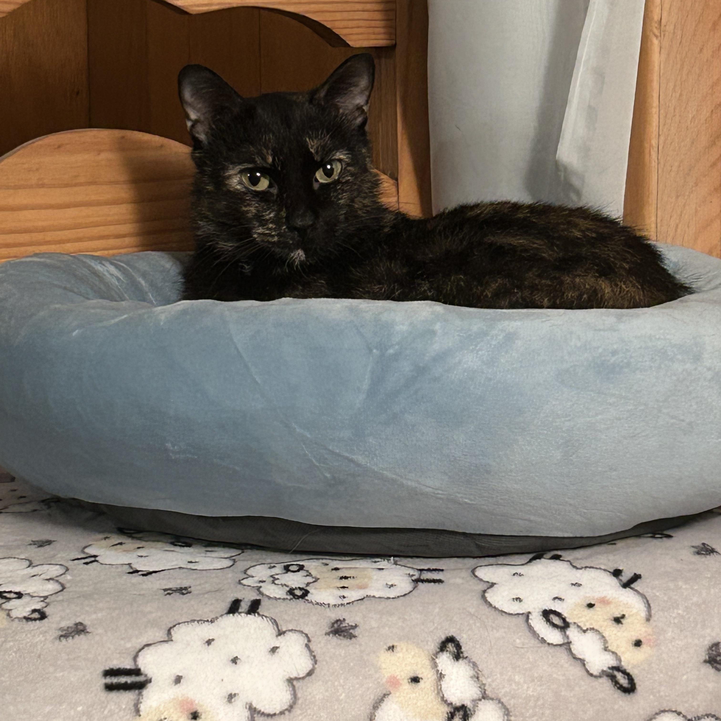 Callie — thumbnail 6