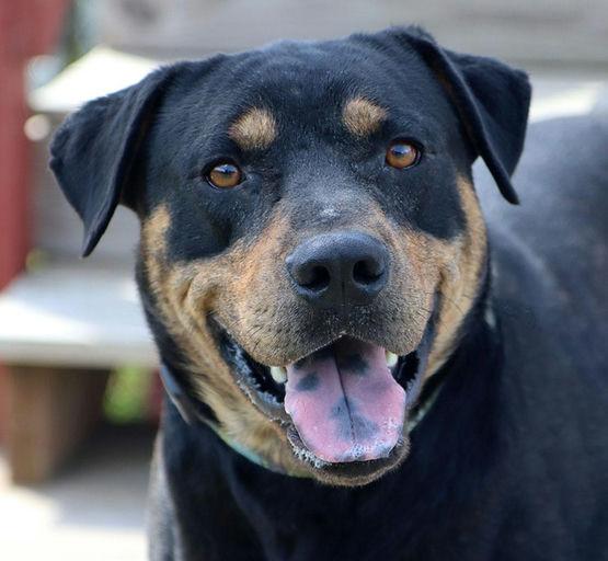 William, Adopted, Adult Male Rottweiler.
