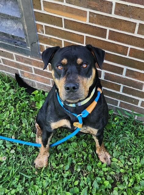 Enlarge William, a Adopted mixed breed in Lincoln, NE image 2/2