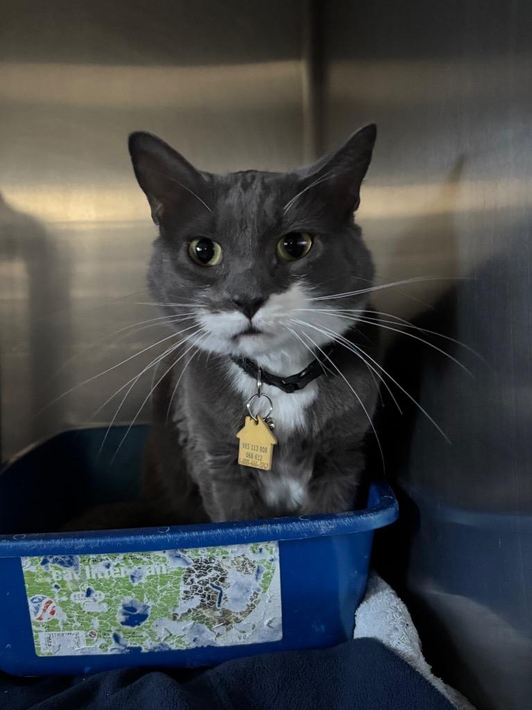 Moe, Adoptable, Adult Male Domestic Long Hair.