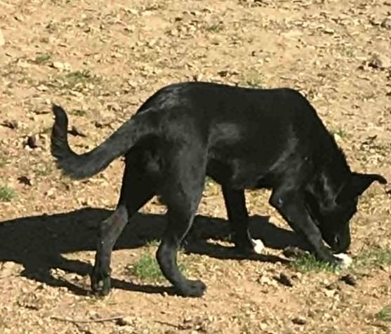 Jessica and June   German Shep / Border Collie Sisters  Oakhurst, CA, Adoptable, Puppy Female German Shepherd Dog & Border Collie.