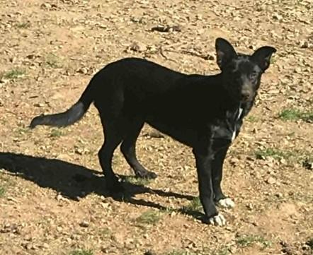 Jessica and June   German Shep / Border Collie Sisters  Oakhurst, CA