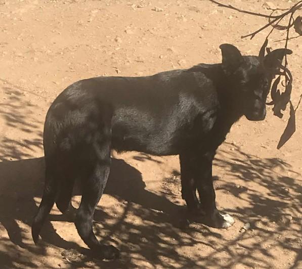 Jessica and June   German Shep / Border Collie Sisters  Oakhurst, CA