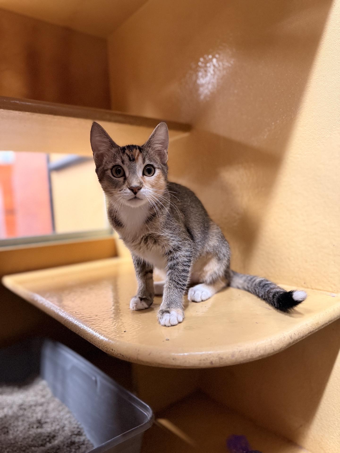 Enlarge Sadie, a Adoptable Domestic Short Hair in Covina , CA image 3/4