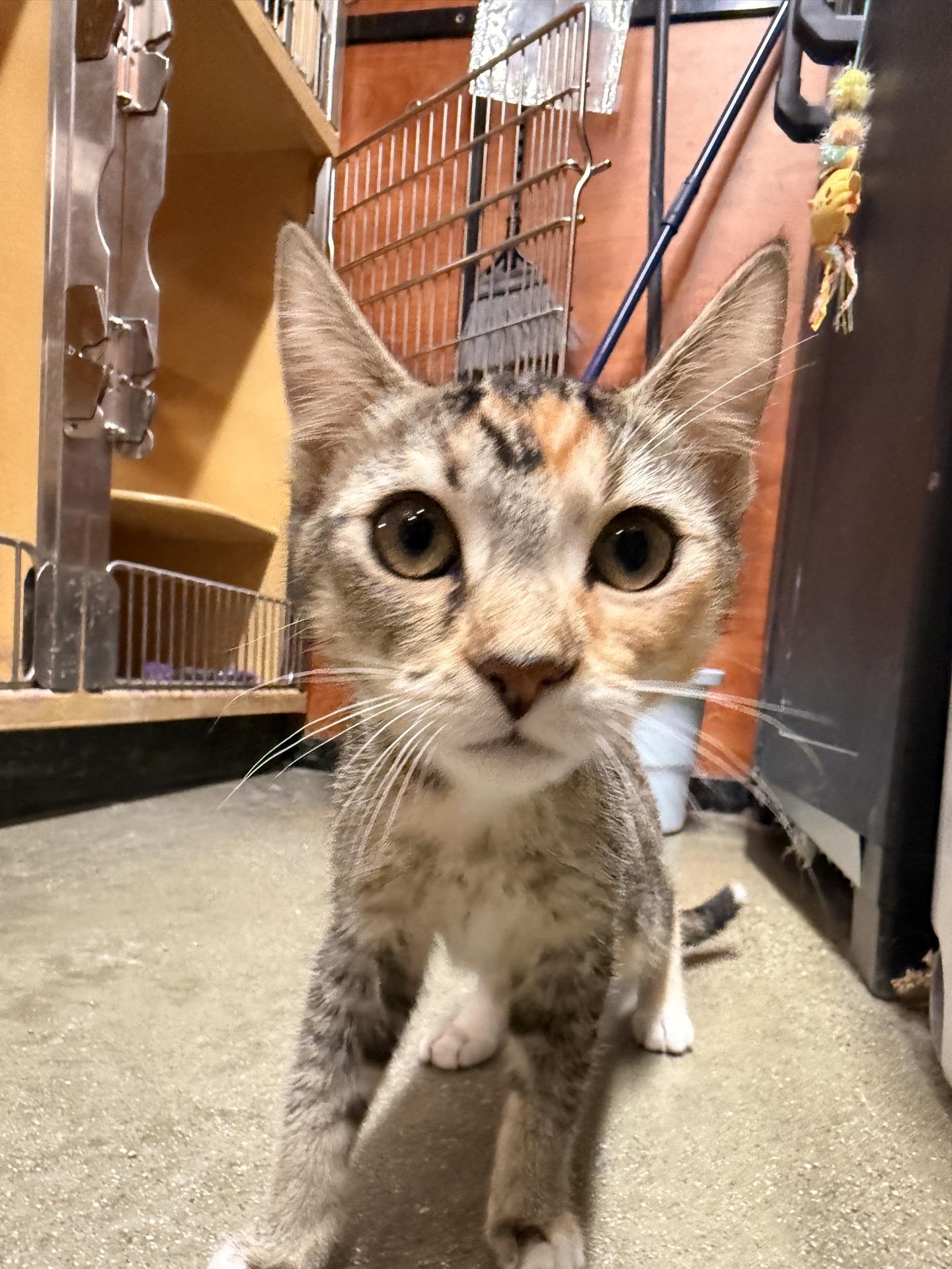 Sadie, Adoptable, Young Female Domestic Short Hair.