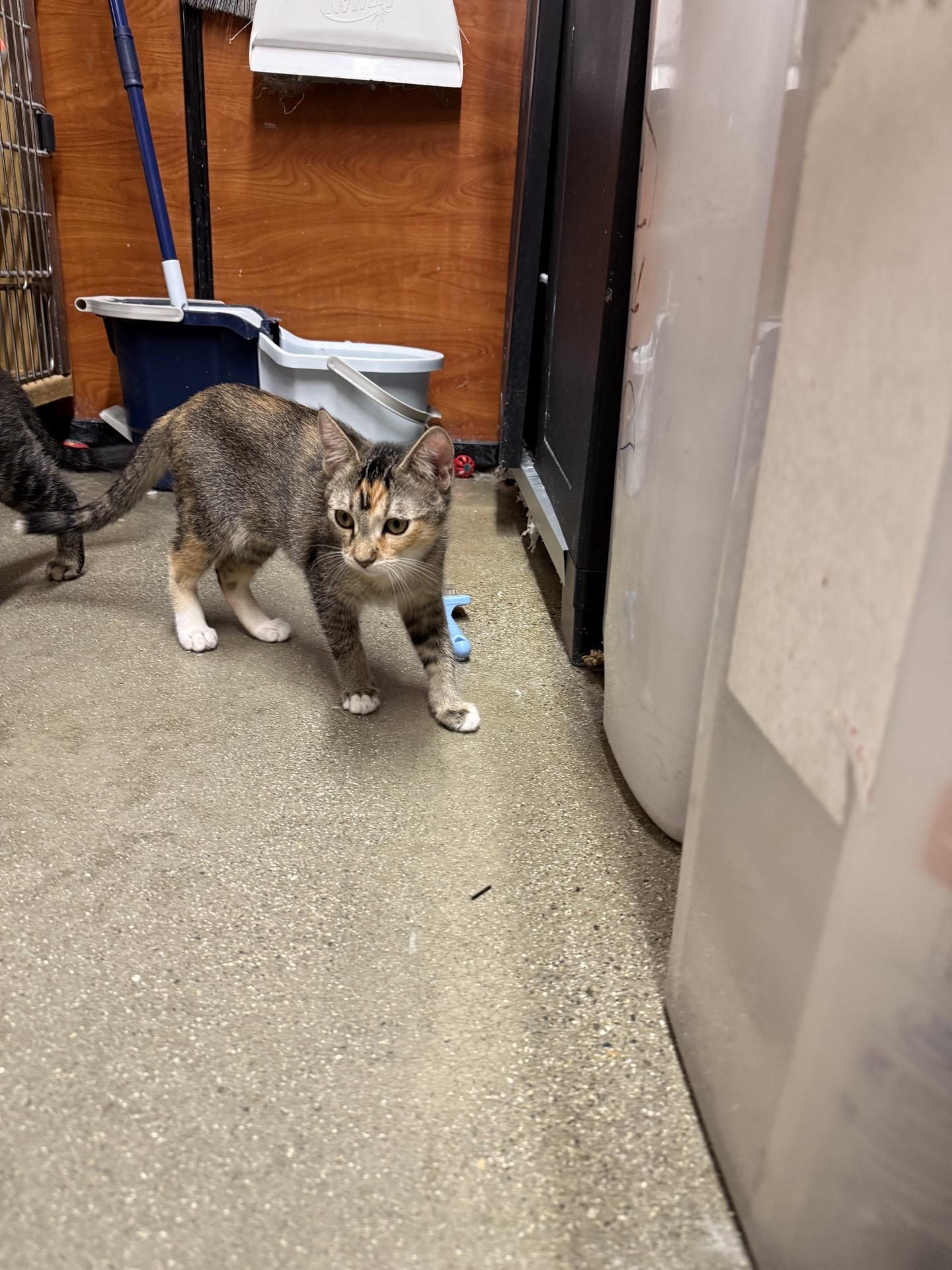 Enlarge Sadie, a Adoptable Domestic Short Hair in Covina , CA image 4/4