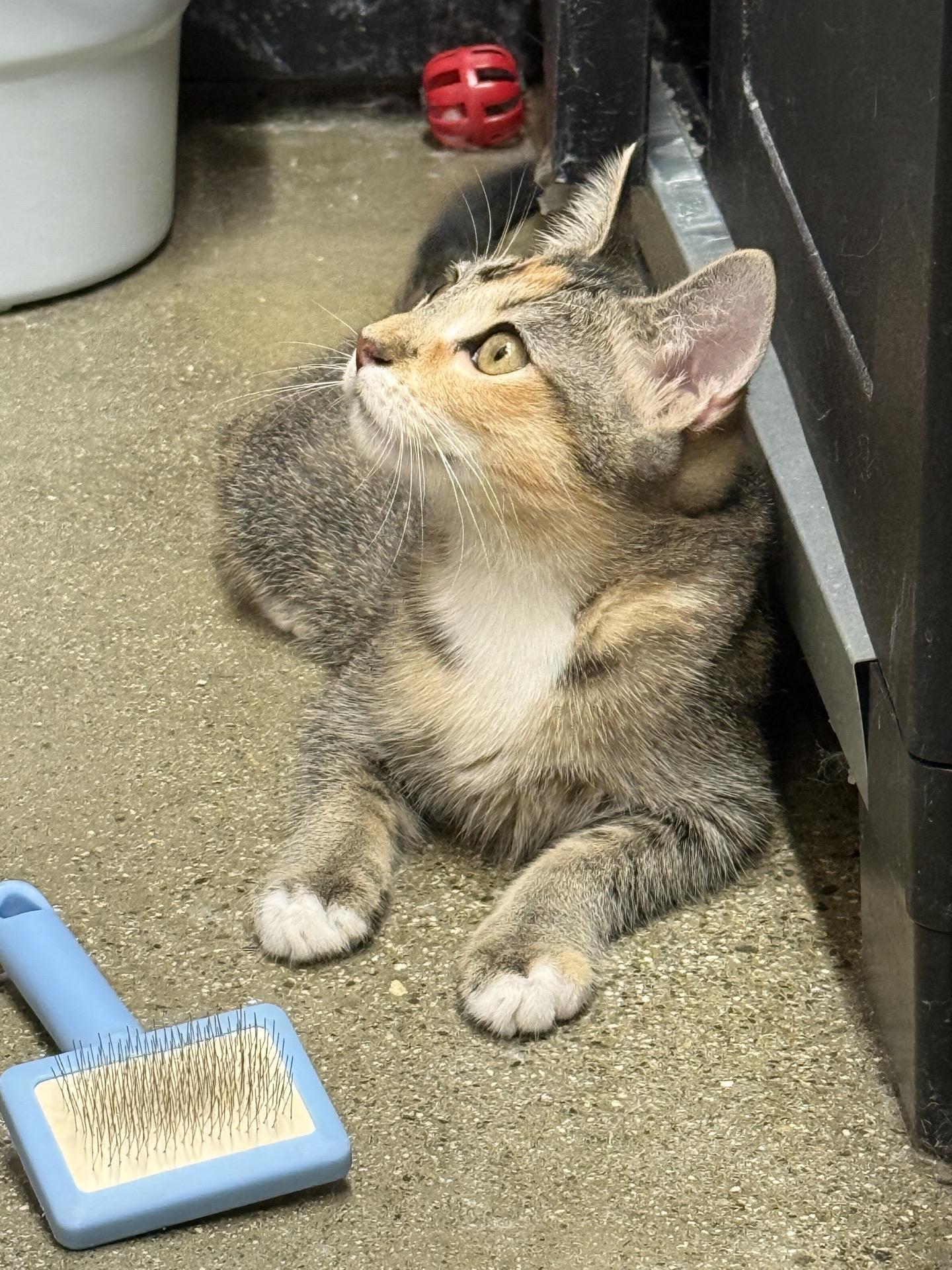 Enlarge Sadie, a Adoptable Domestic Short Hair in Covina , CA image 2/4