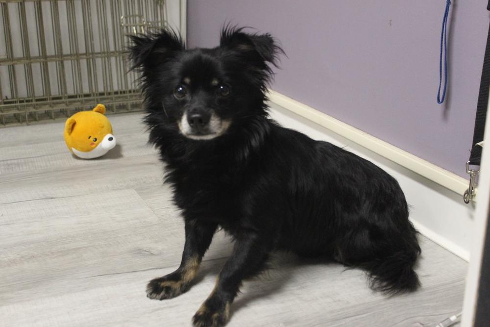 Enlarge Oogie Boogie, a Adopted mixed breed in Muskegon, MI image 1/1