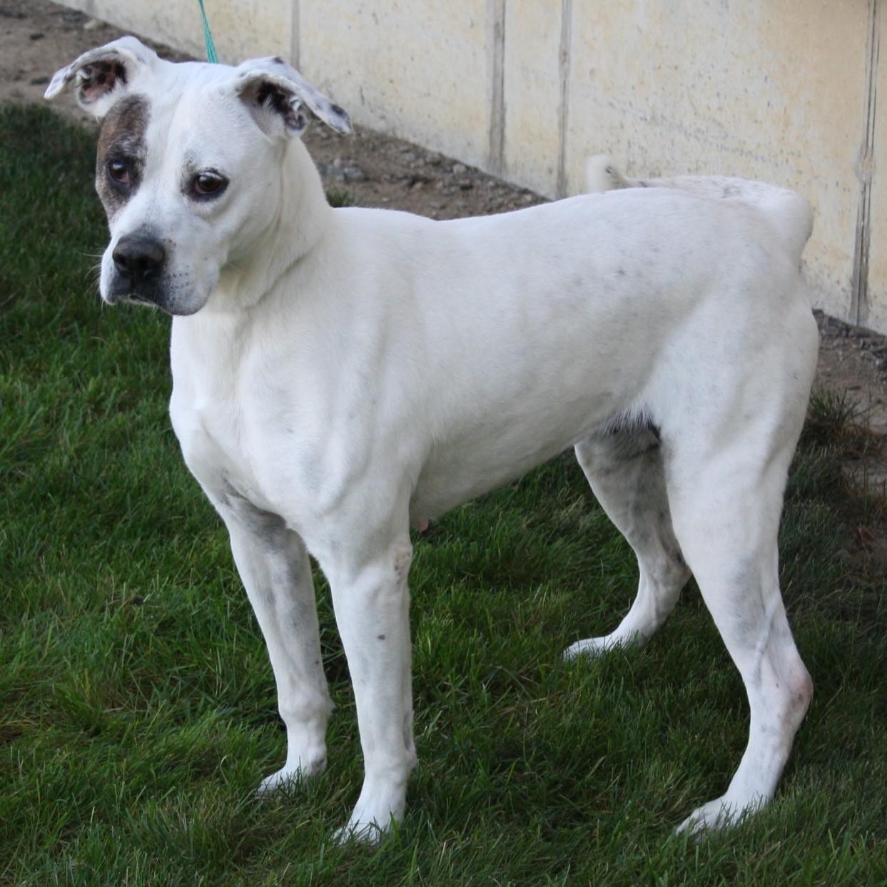 Snapdragon thumbnail 2