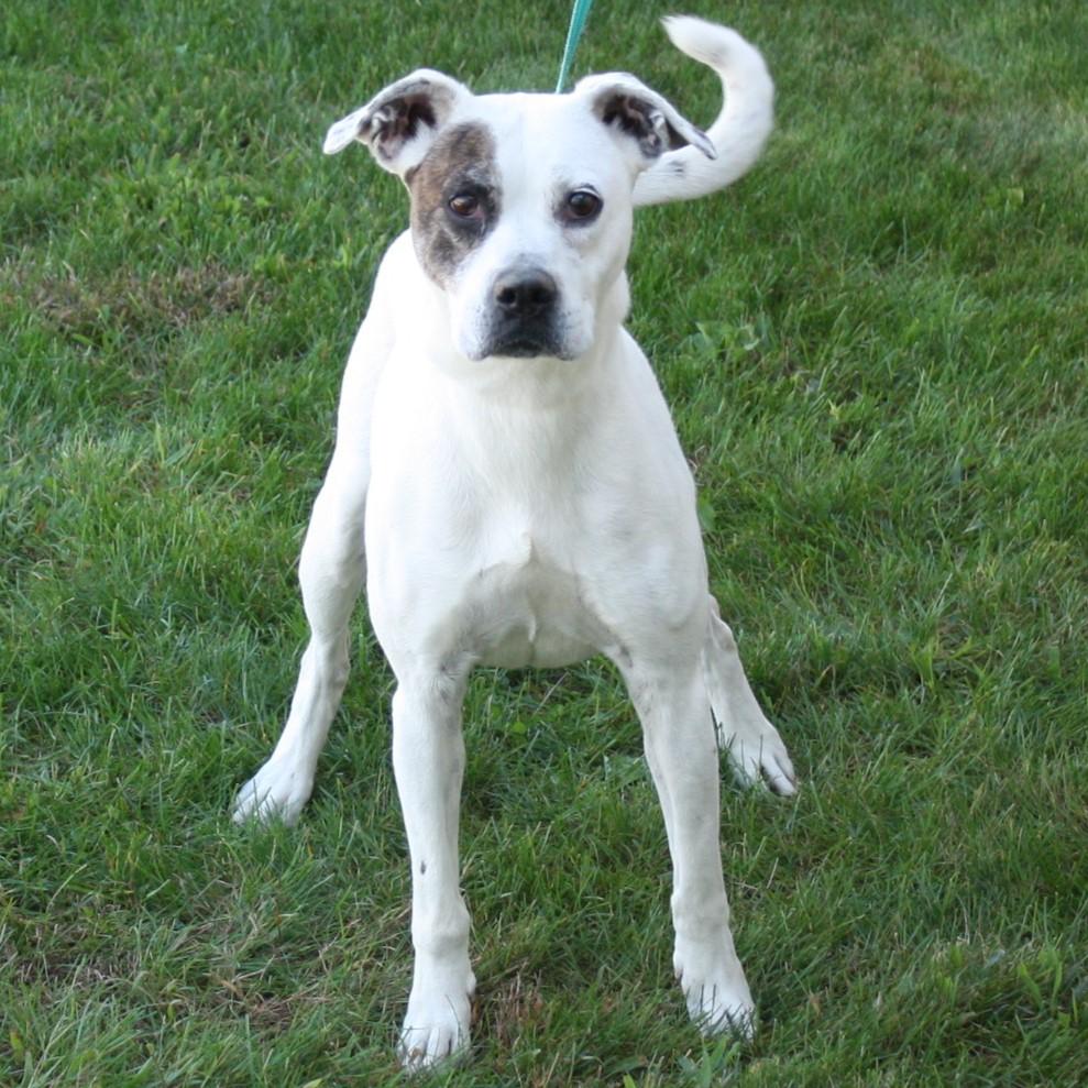 Snapdragon thumbnail 4