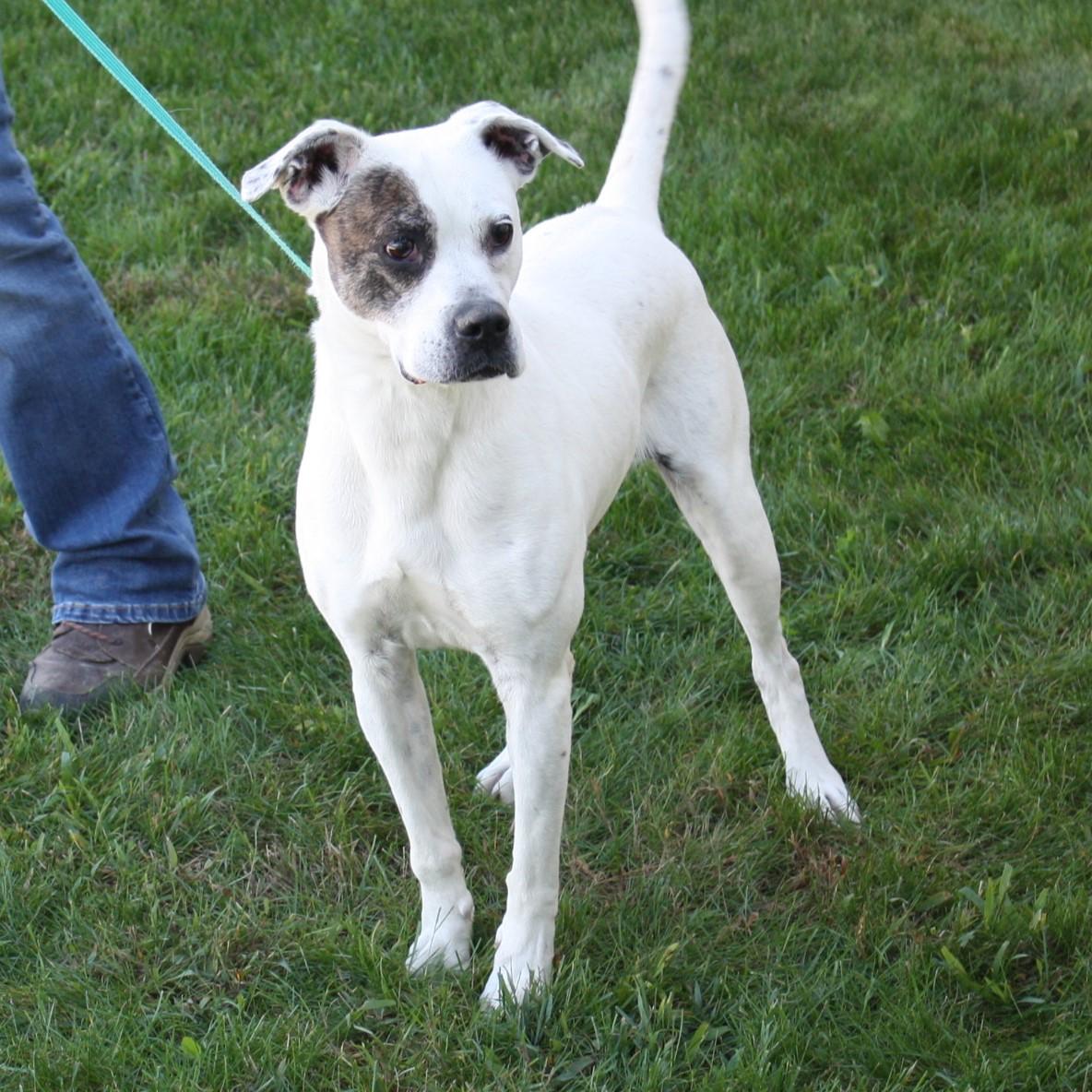 Snapdragon thumbnail 5