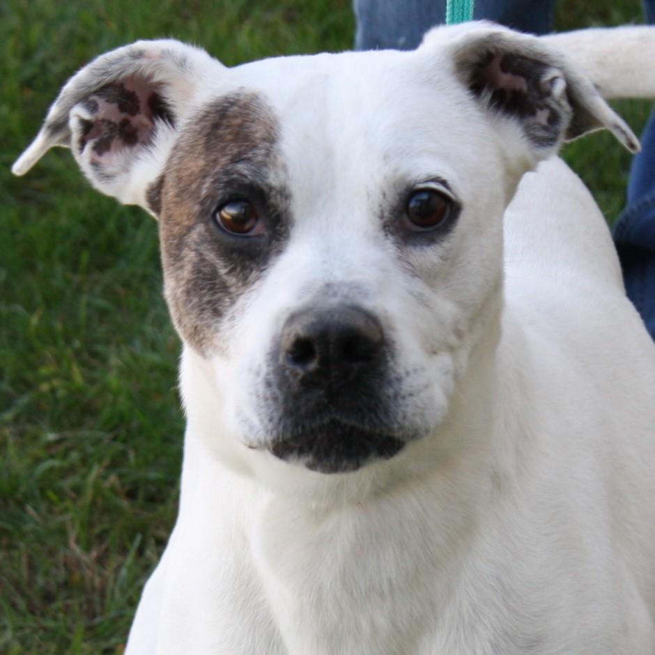 Snapdragon, Adoptable, Adult Female Boxer.