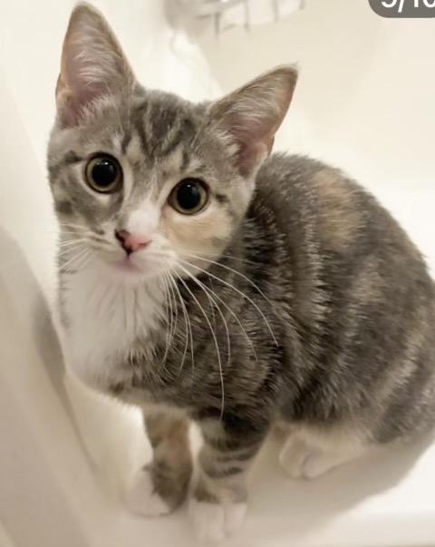 Enlarge Eloise, a Adoptable mixed breed in Hampton, VA image 1/3